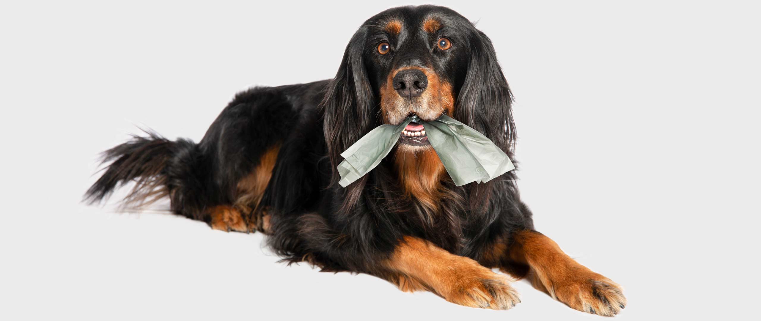 Gute Nachricht für Hundebesitzer!